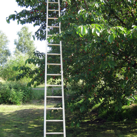 Obstanlegeleiter mit Fichtesprossen