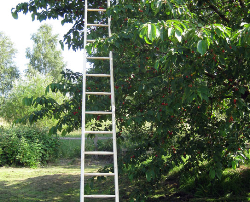 Obstanlegeleiter mit Fichtesprossen