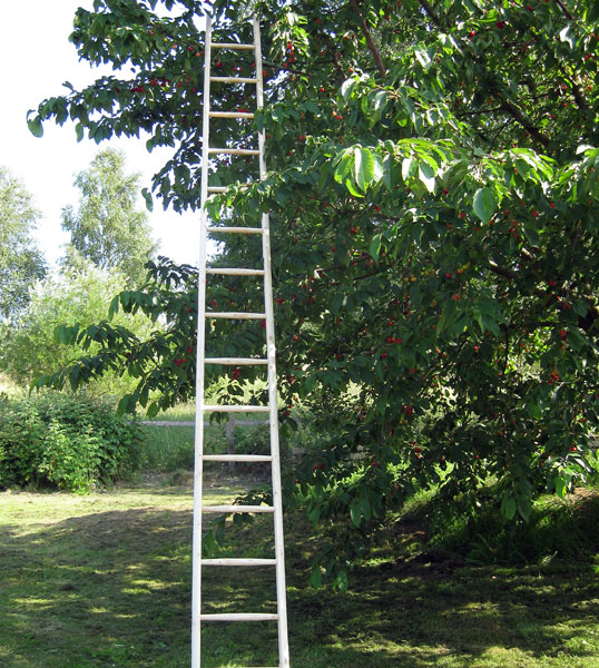 Obstanlegeleiter mit Fichtesprossen